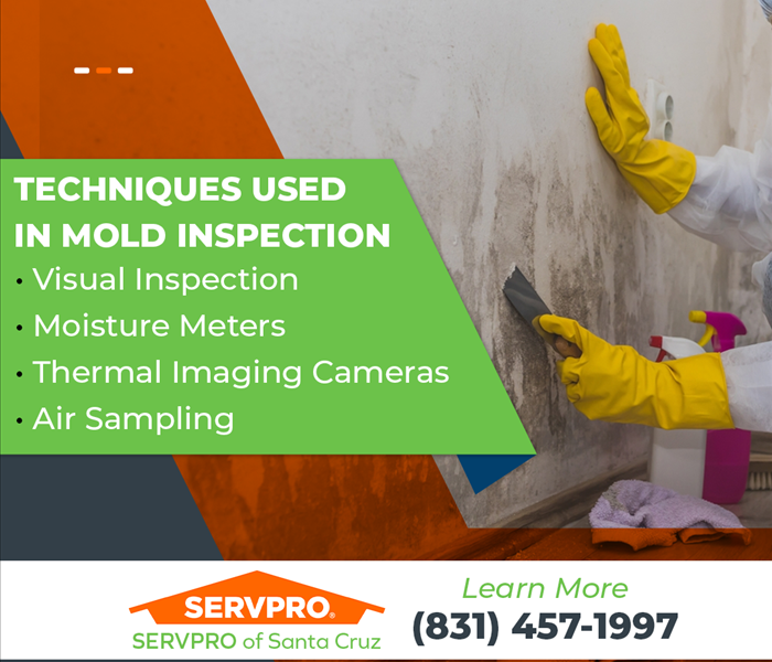 Professional in protective gear inspecting mold on a wall